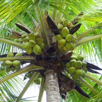coconut-palm-gf6de03b9f_1280