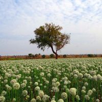 onion-fields-gb9bcd1f50_1280